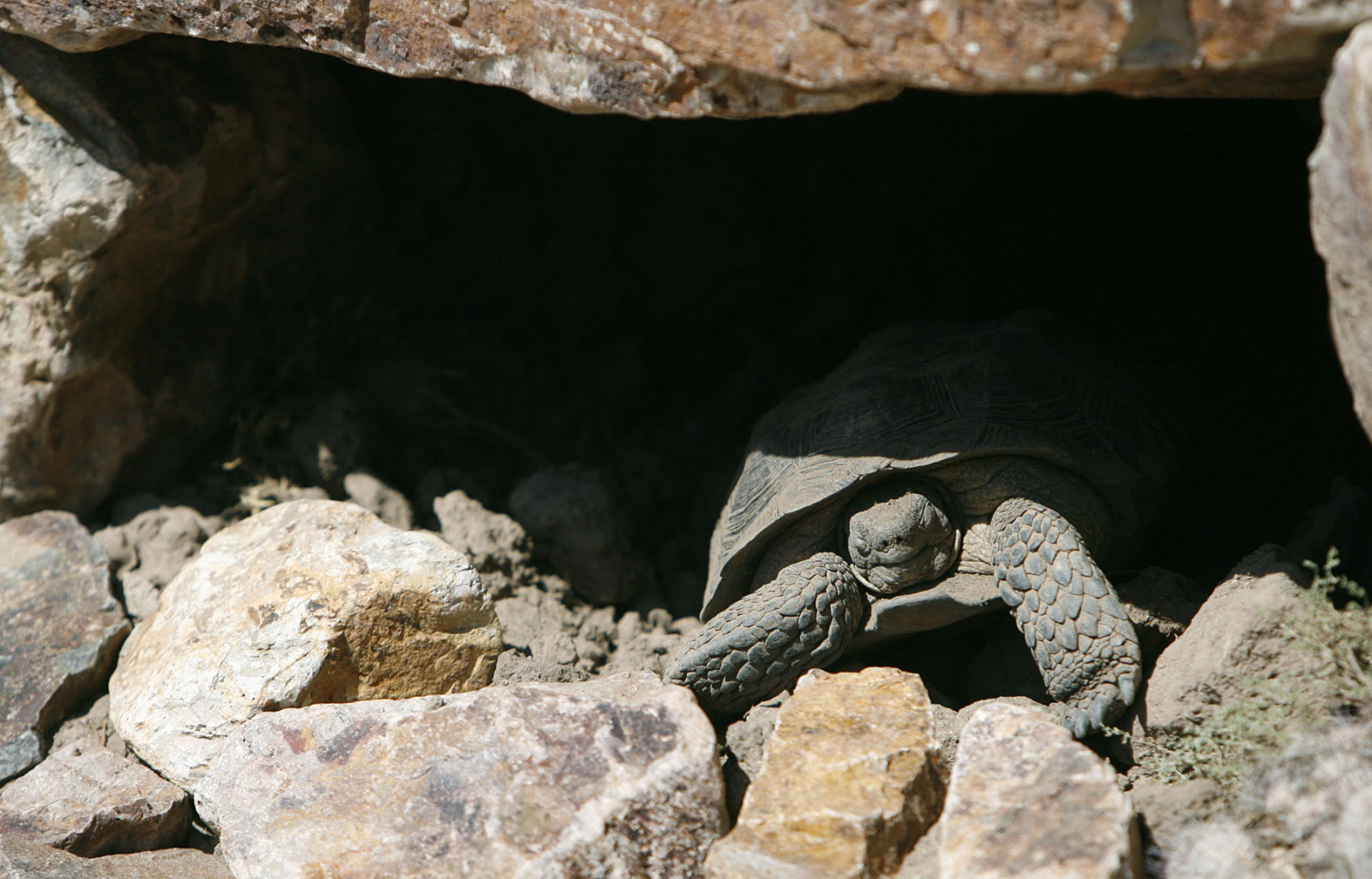 Desert tortoises